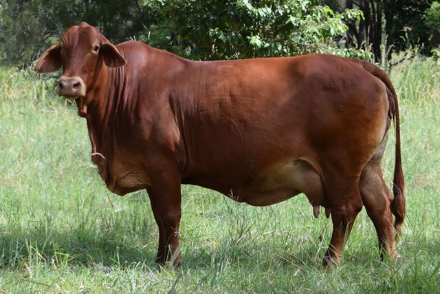 Bryvonlea Mynalla
